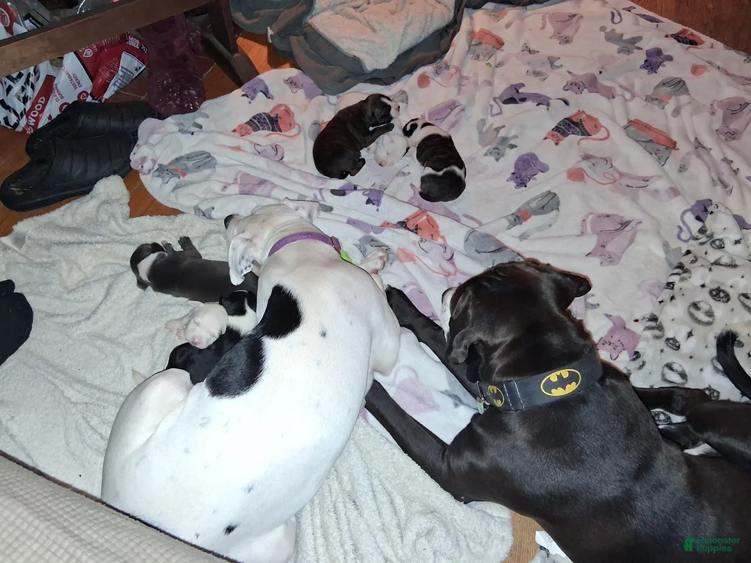 Mixed Breed dogs for sale: Mixed Breed Puppy 3 - Ad 8