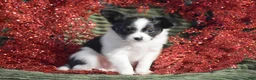 Papillon dogs for sale: Blitz - Ad 3