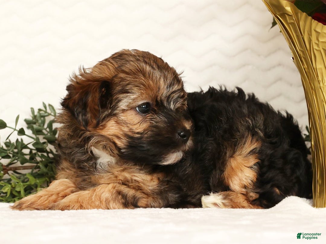 Yorkiepoo dogs for sale: Rosie  3lbs - Ad 8