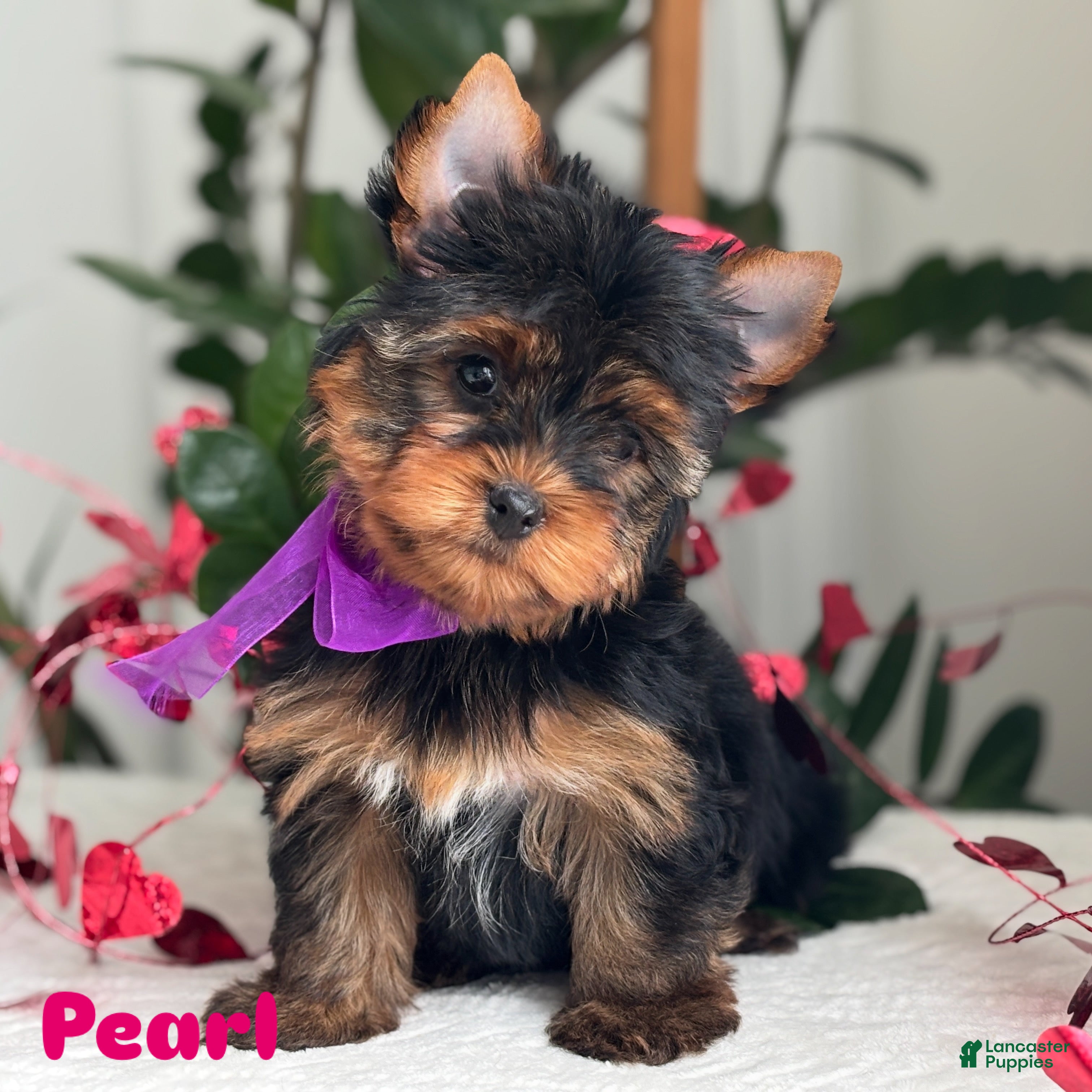 Yorkshire Terrier dogs Pearl - Ad 4
