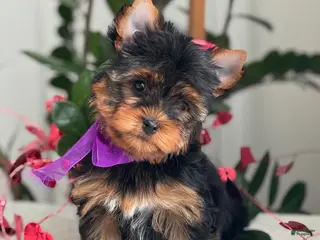 Yorkshire Terrier dogs Pearl - Ad 4