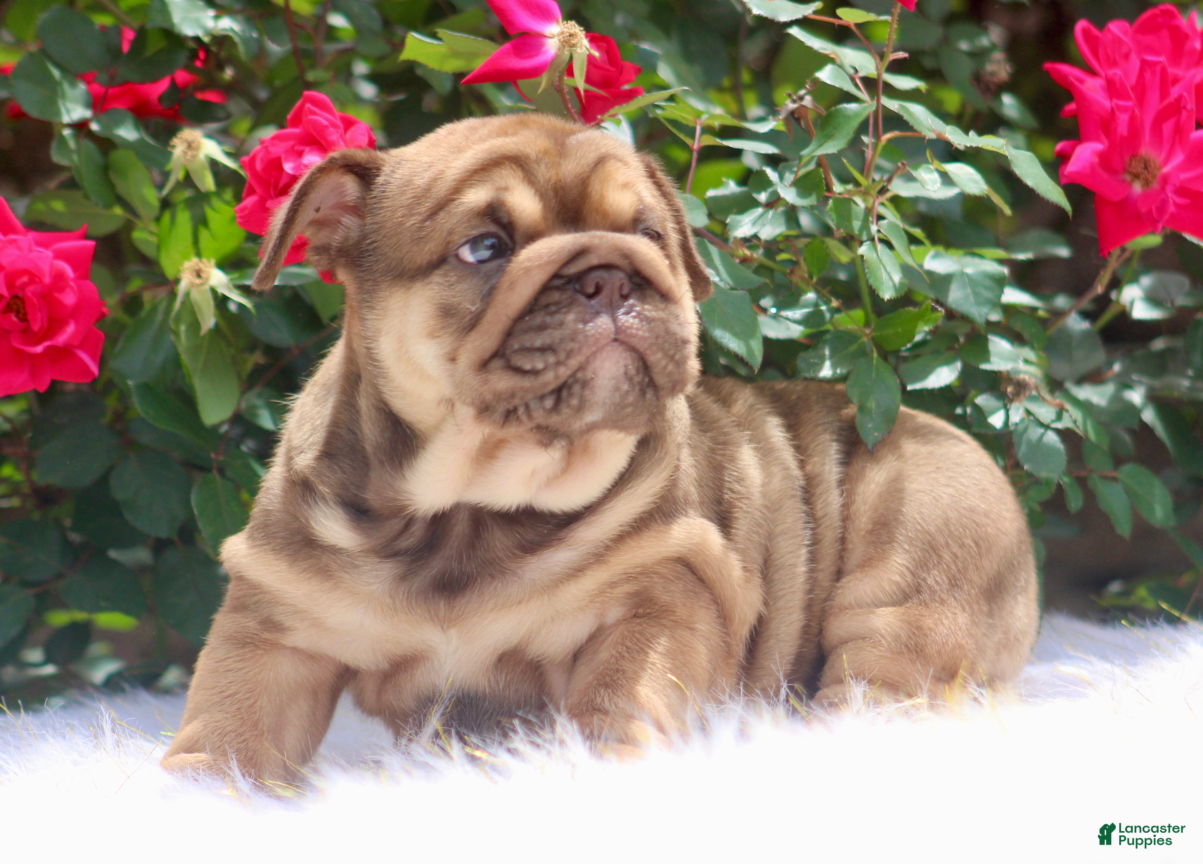 English Bulldog dogs English Bulldog Puppy  - Ad 2