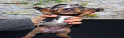 Miniature Dachshund dogs for sale: Miniature Dachshund Puppy 4 - Ad 13