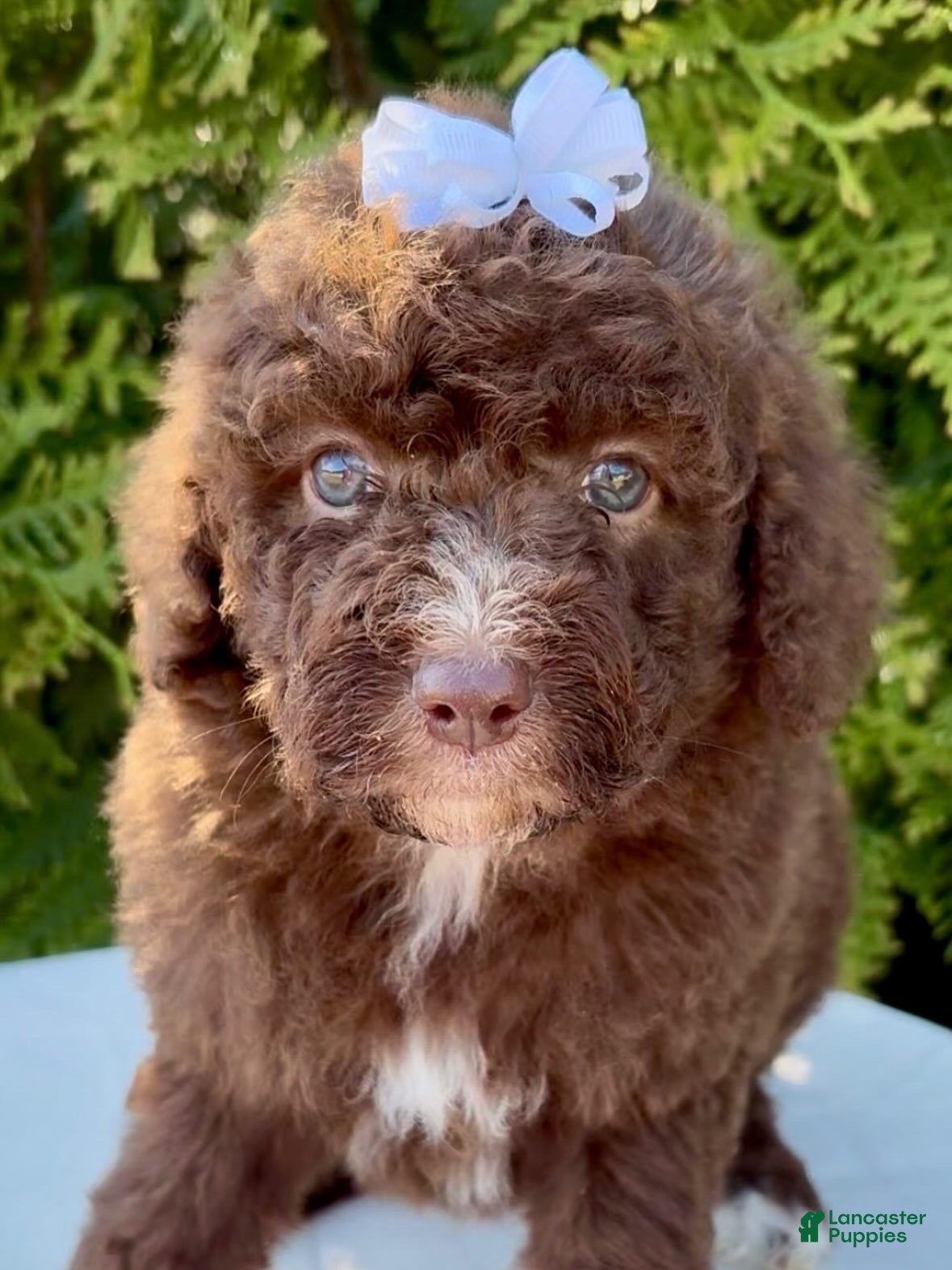 Aussiedoodle dogs Aussiedoodle Puppy 2 - Ad 9