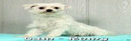 Maltese dogs for sale: Leo - Ad 10
