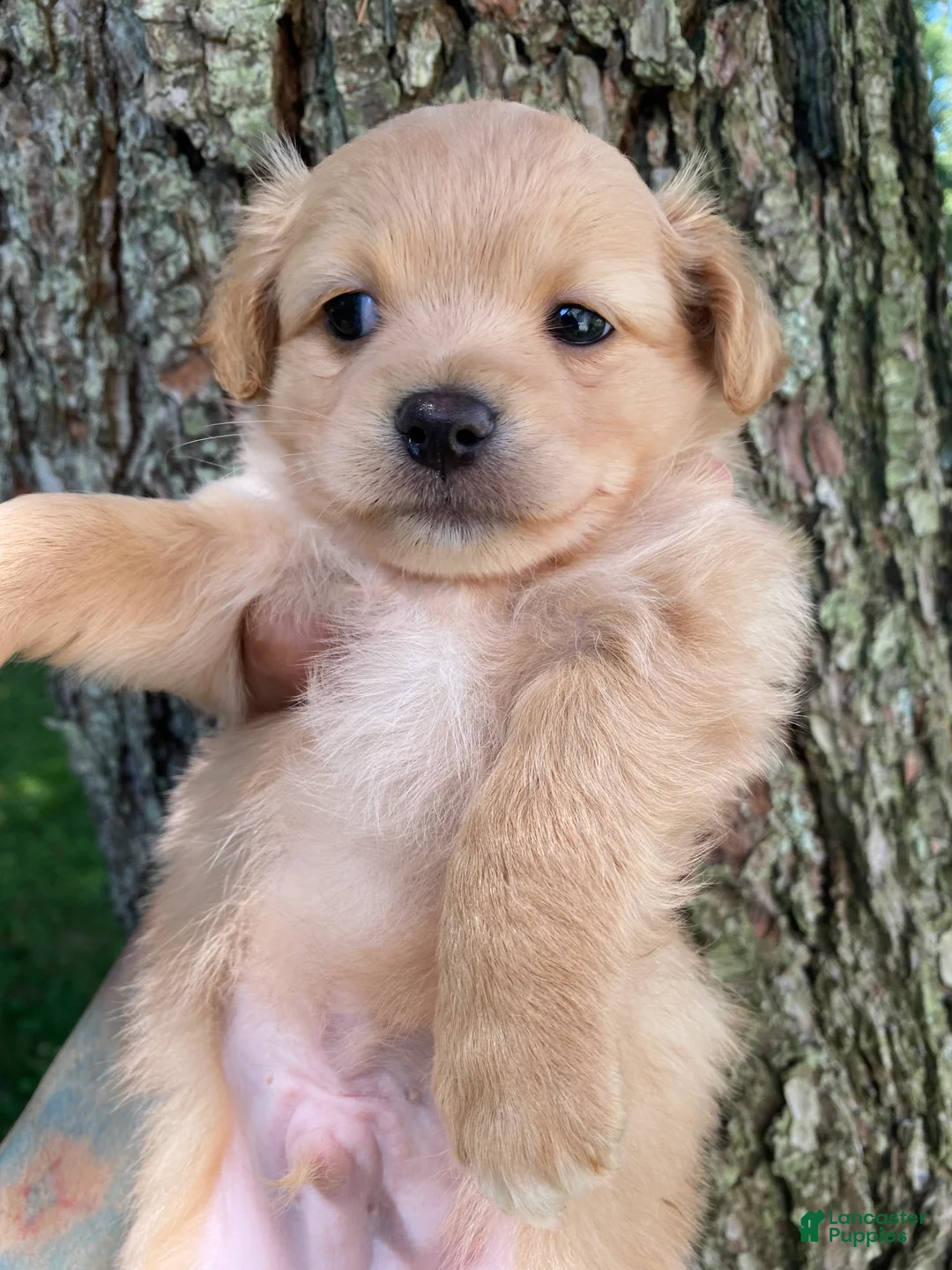 Yorkiepoo dogs for sale: Yorkiepoo 3 - Ad 1