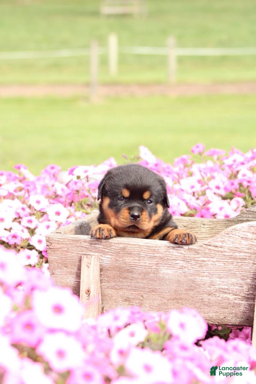 Rottweiler dogs Fiona  - Ad 14