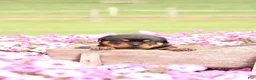 Rottweiler dogs for sale: Fiona  - Ad 1