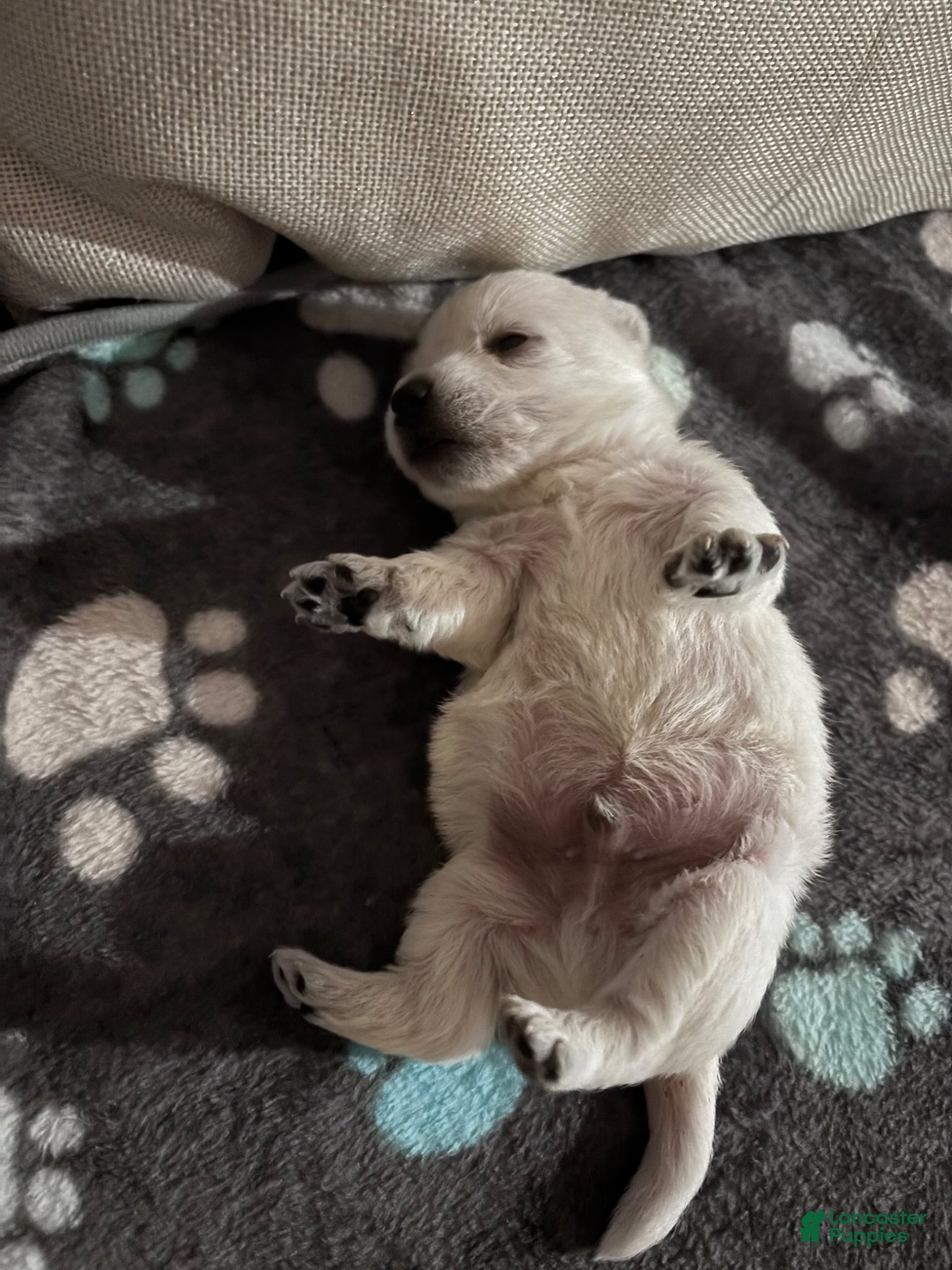 West Highland Terrier dogs West Highland Terrier Puppy 1 - Ad 23