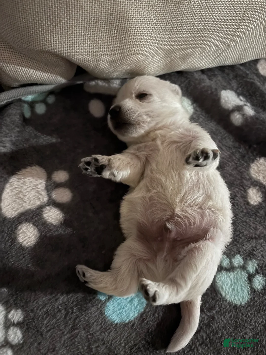 West Highland Terrier dogs for sale: West Highland Terrier Puppy 1 - Ad 1
