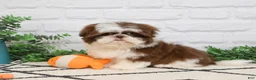 Shih Tzu dogs for sale: Andre  - Ad 1