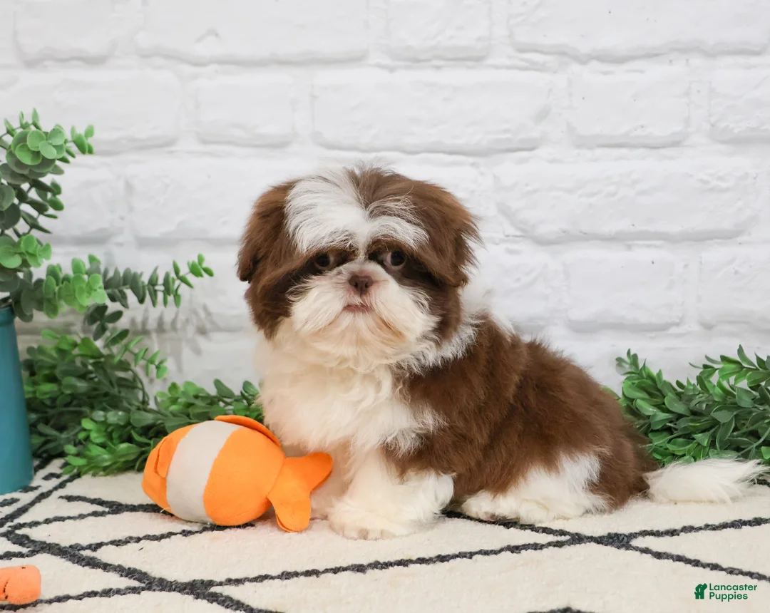 Shih Tzu dogs for sale: Andre  - Ad 1