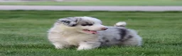 Border Collie dogs for sale: Cruz - Ad 7