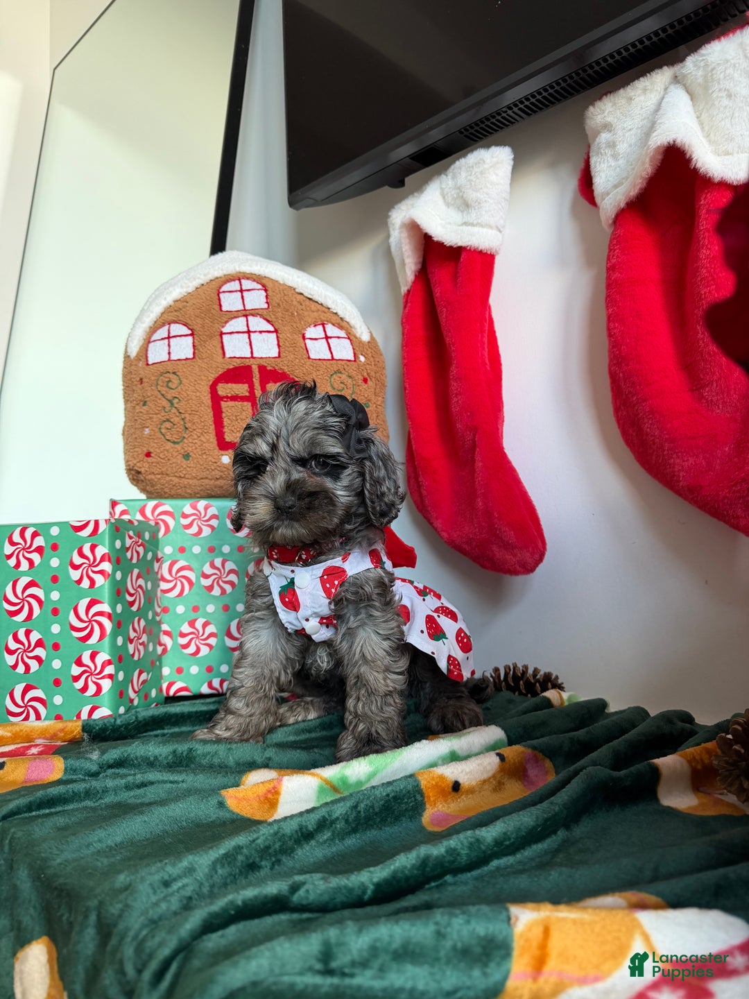 Cockapoo dogs for sale: Bluey - Ad 5