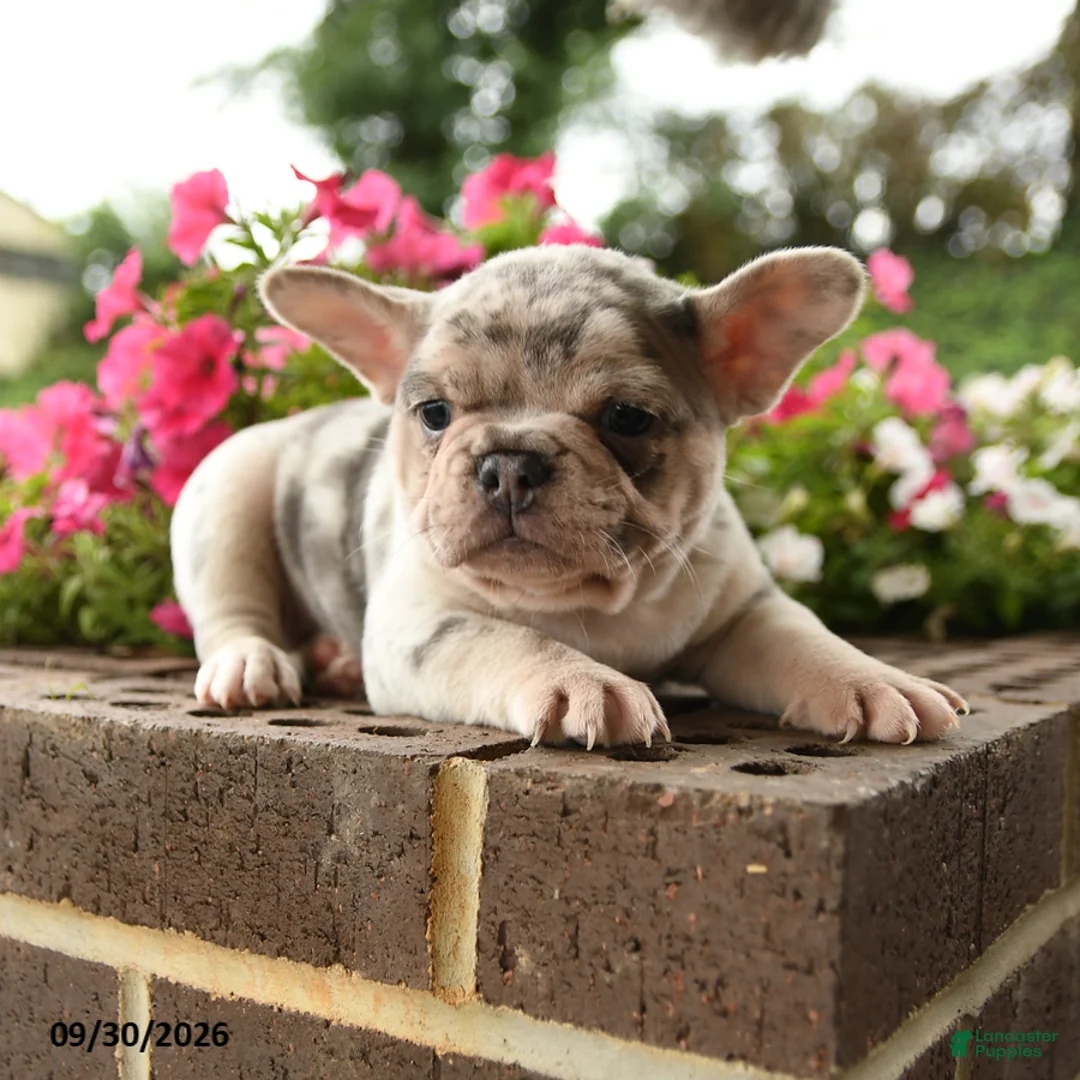 French Bulldog dogs for sale: Pearl - Ad 2