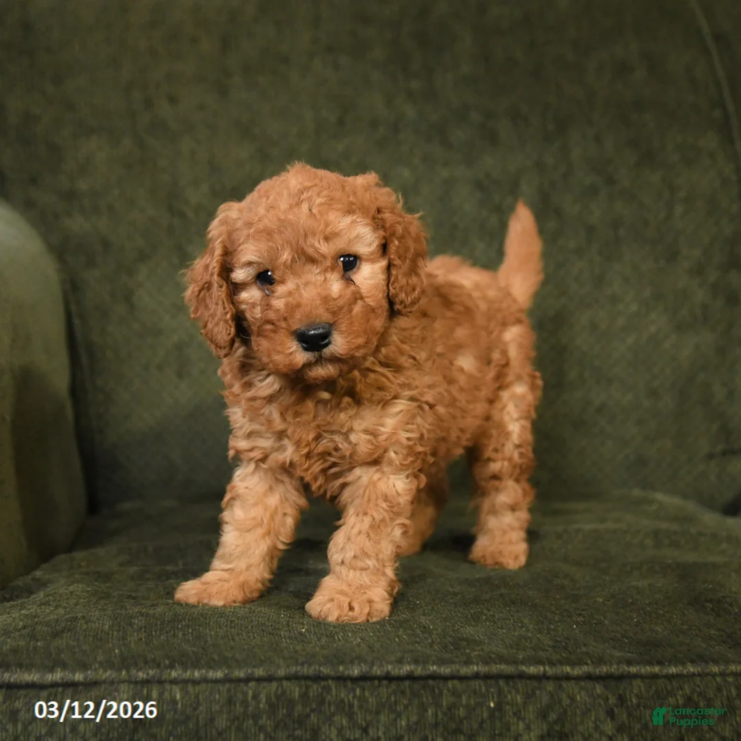 Cockapoo dogs for sale: Happy - Ad 3