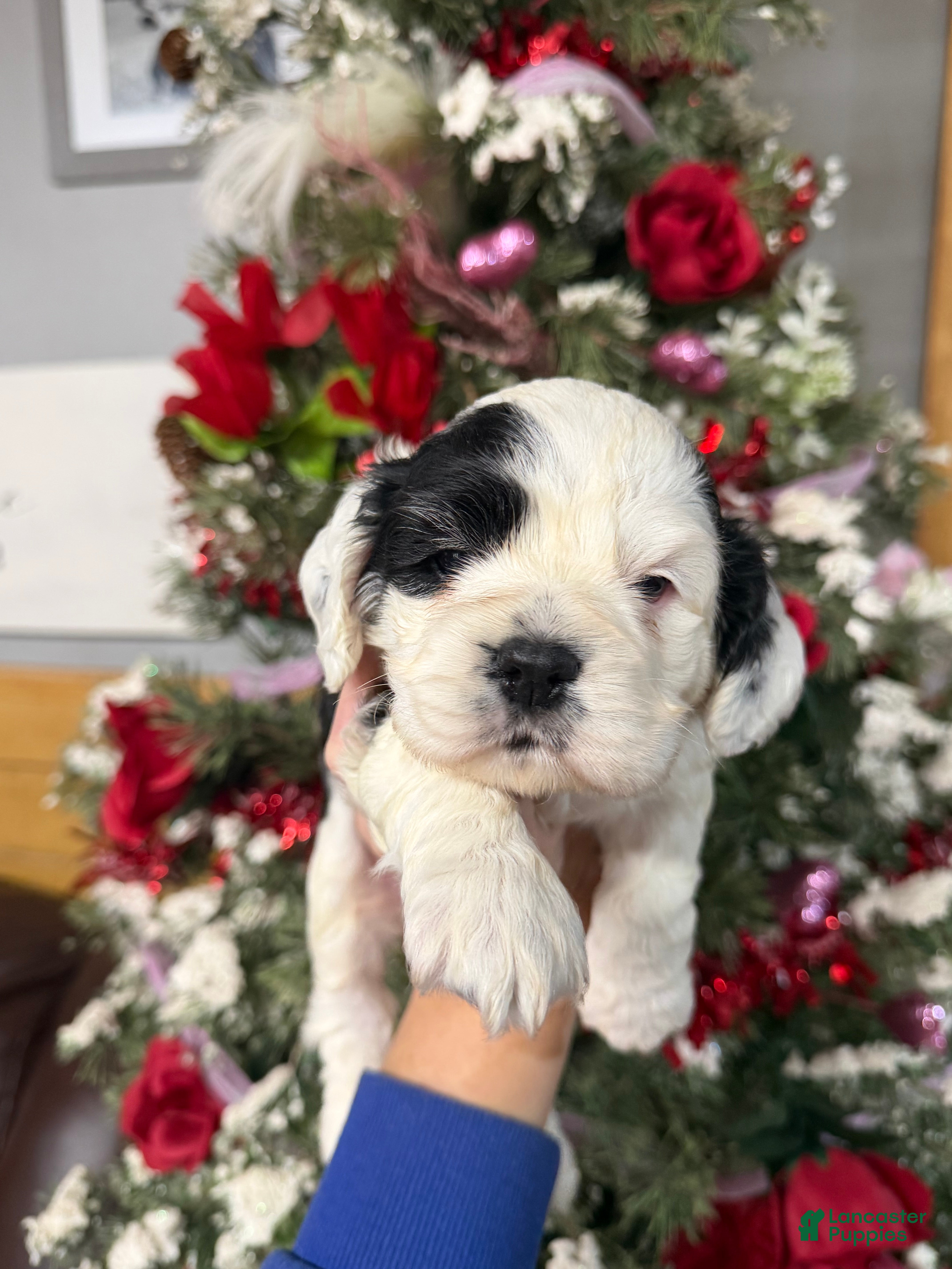 Cocker Spaniel dogs Cocker Spaniel Puppy 4 - Ad 5