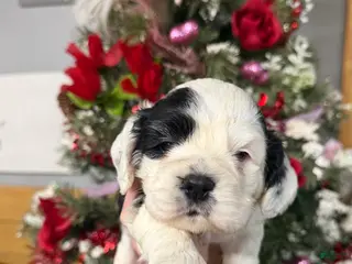 Cocker Spaniel dogs Cocker Spaniel Puppy 4 - Ad 5