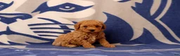 Toy Poodle dogs for sale: Fireman - Ad 3