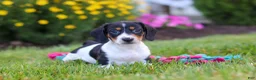 Miniature Dachshund dogs for sale: Hunter - Ad 5
