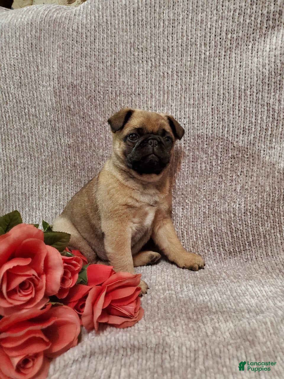 Pug dogs Jaxson - Ad 1