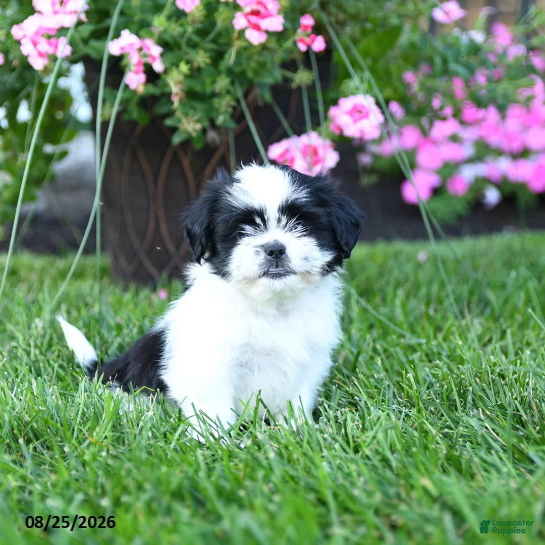 Shih Tzu dogs for sale: Avery - Ad 5