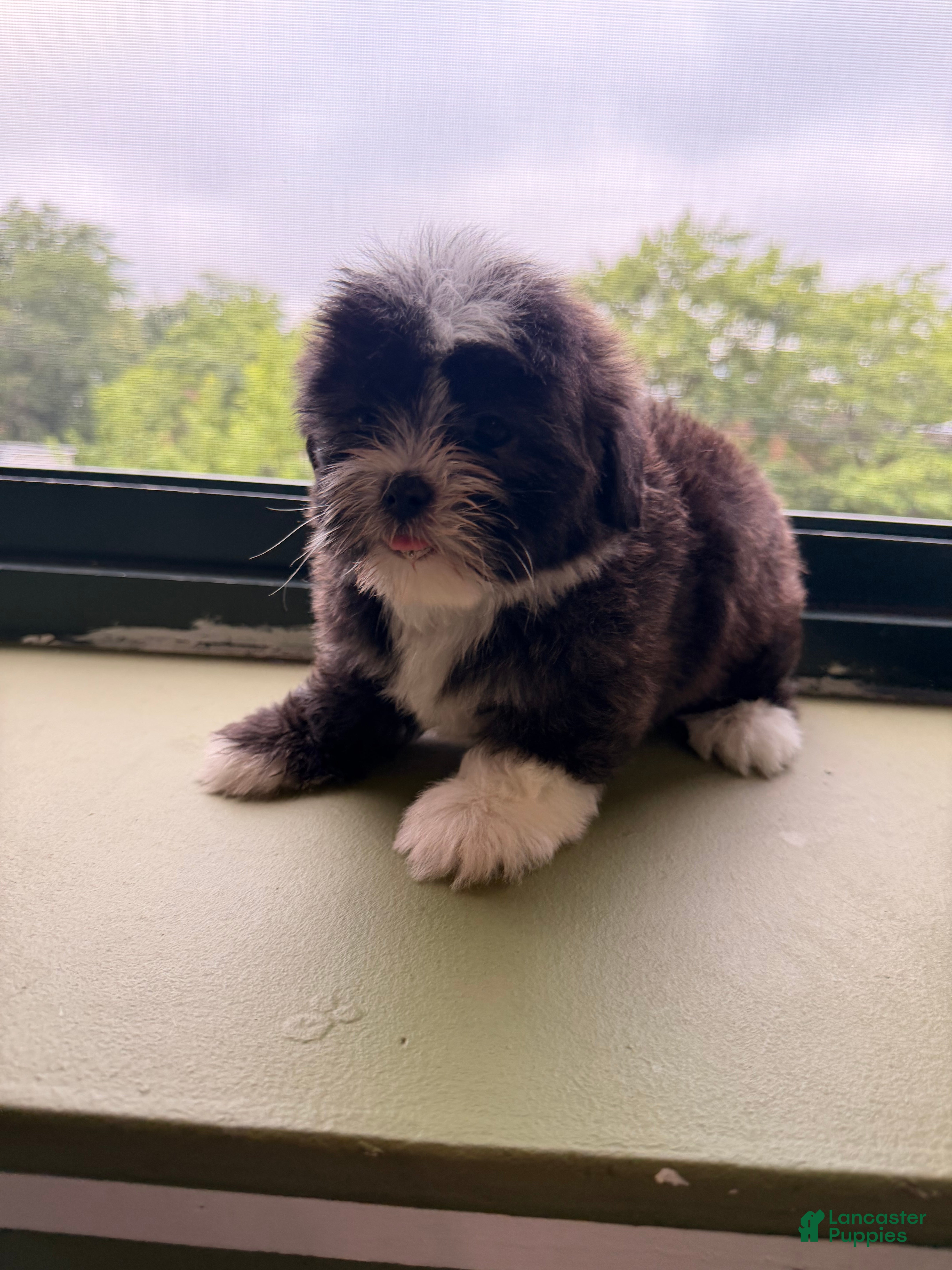 Shihpoo dogs Wilma - Ad 2