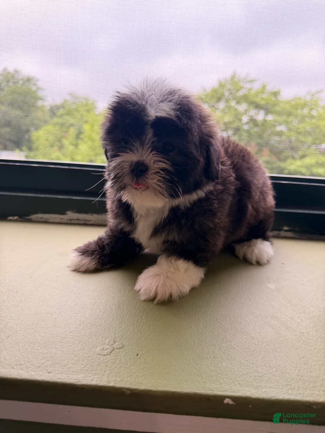 Shihpoo dogs for sale: Wilma - Ad 2