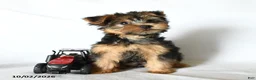 Yorkshire Terrier dogs for sale: Yoyo - Ad 5