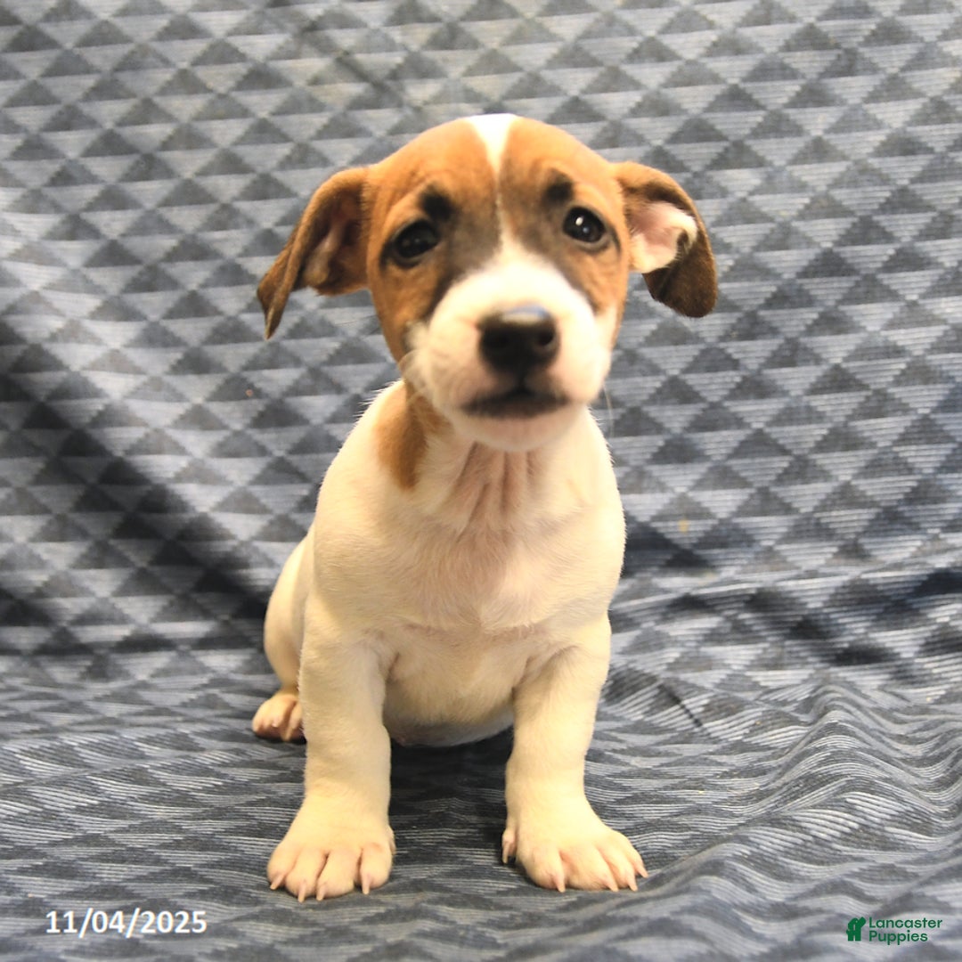 Jack Russell Terrier dogs for sale: Barky - Ad 5
