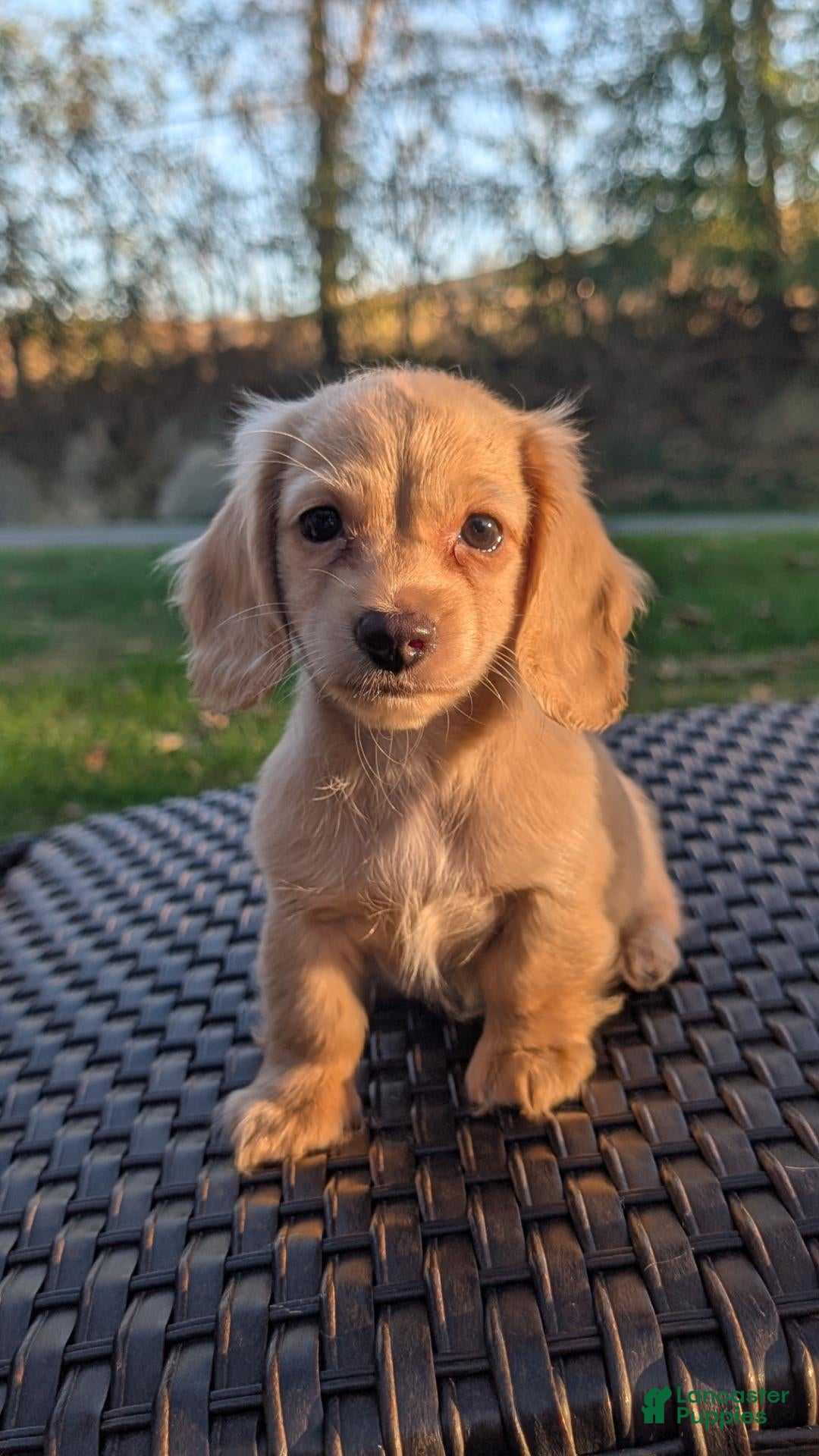 Miniature Dachshund dogs for sale: Pumpkin - Ad 18