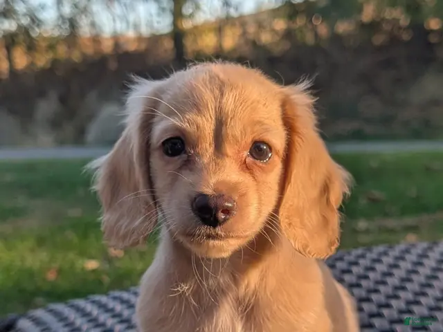 Miniature Dachshund dogs for sale: Pumpkin - Ad 18