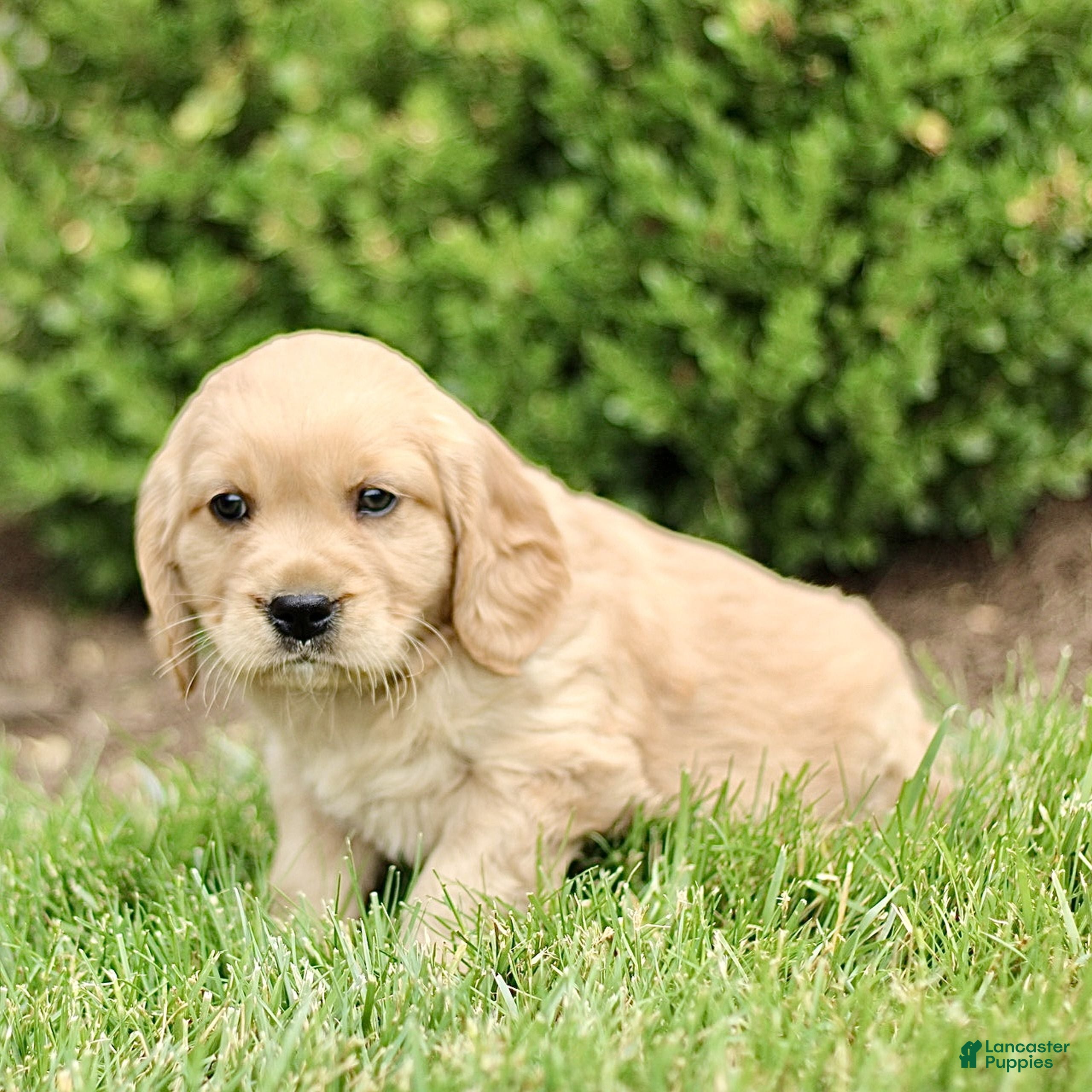 Miniature Golden Retriever dogs Trent  - Ad 2