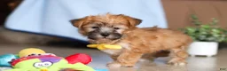 Morkie dogs for sale: Blake  - Ad 3