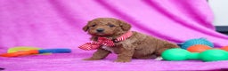 Goldendoodle dogs for sale: Freddy - Ad 4