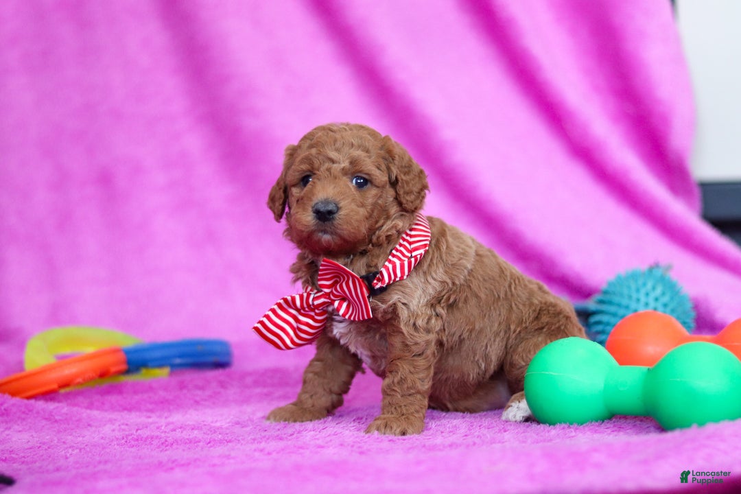 Goldendoodle dogs for sale: Freddy - Ad 4