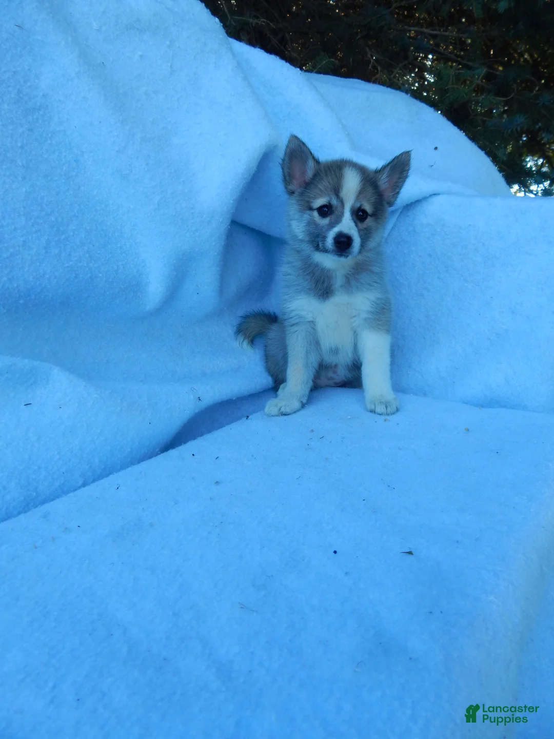 Pomsky dogs for sale: Macy - Ad 6