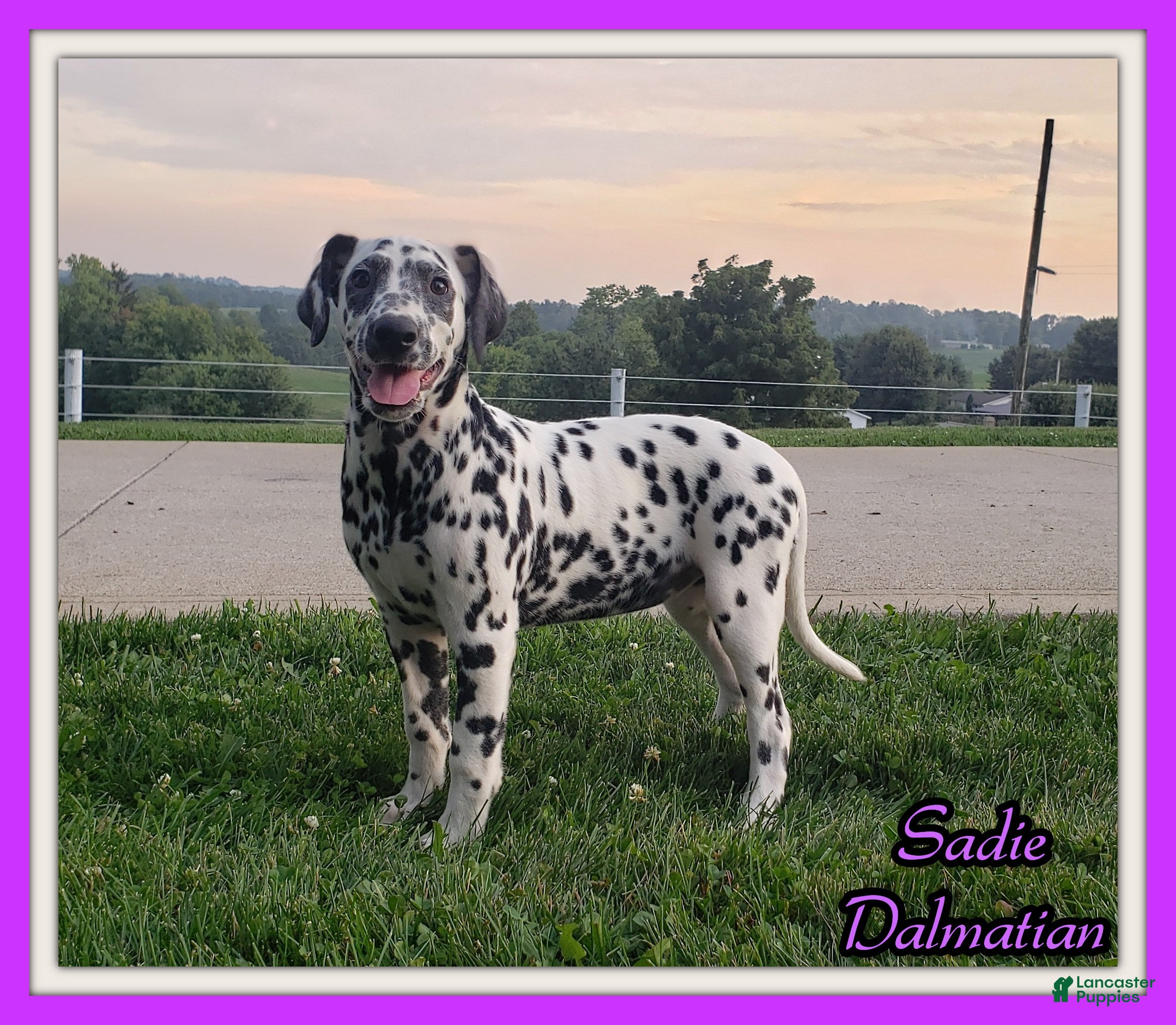 Dalmatian dogs Sadie Female AKC Dalmatian  - Ad 40