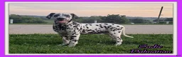 Dalmatian dogs for sale: Sadie Female AKC Dalmatian  - Ad 1