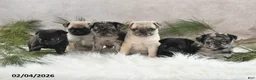 Pug dogs for sale: Dustin - Ad 3