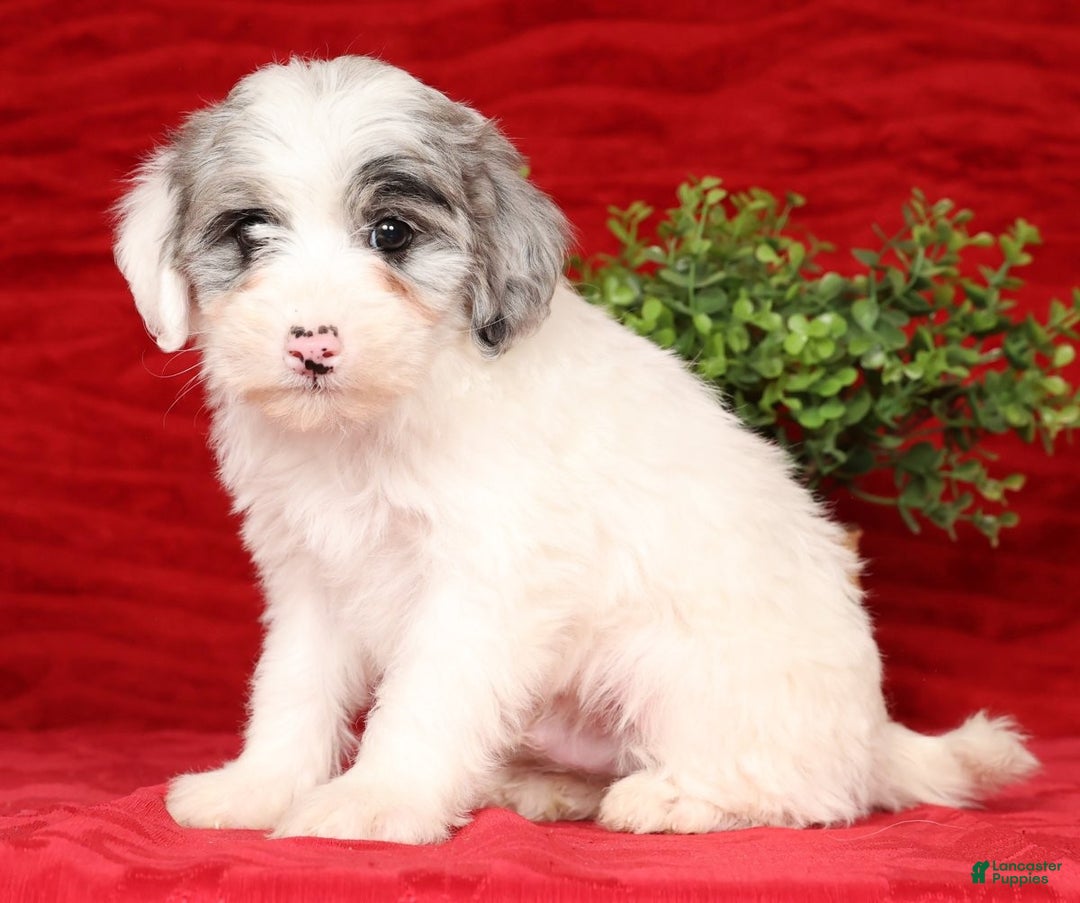 Mini Sheepadoodle dogs for sale: Diesel - Ad 6