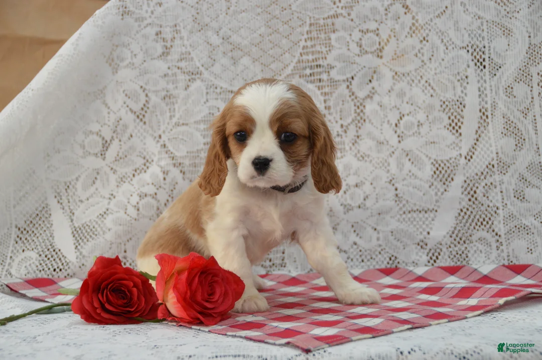 Cavalier King Charles Spaniel dogs for sale: Dakota - Ad 1