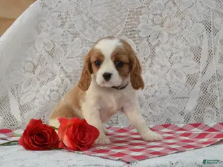 Cavalier King Charles Spaniel dogs Dakota - Ad 4