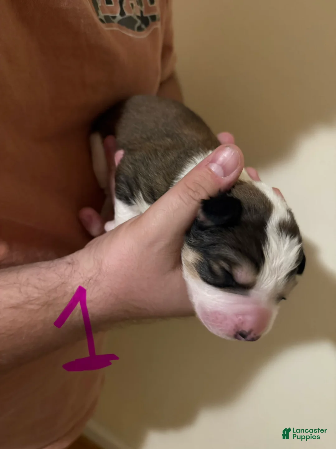 Mixed Breed dogs for sale: Great Bernese Female 1 - Ad 2