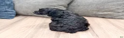 Cockapoo dogs for sale: Jasmine - Ad 6