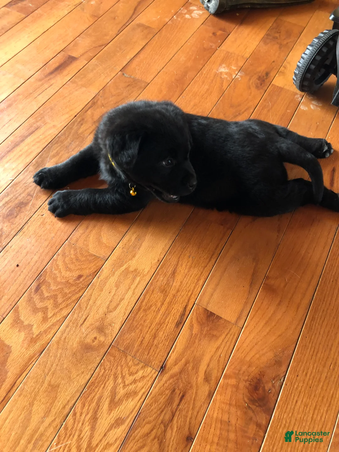 Labrador Retriever dogs for sale: Poppy - Ad 5