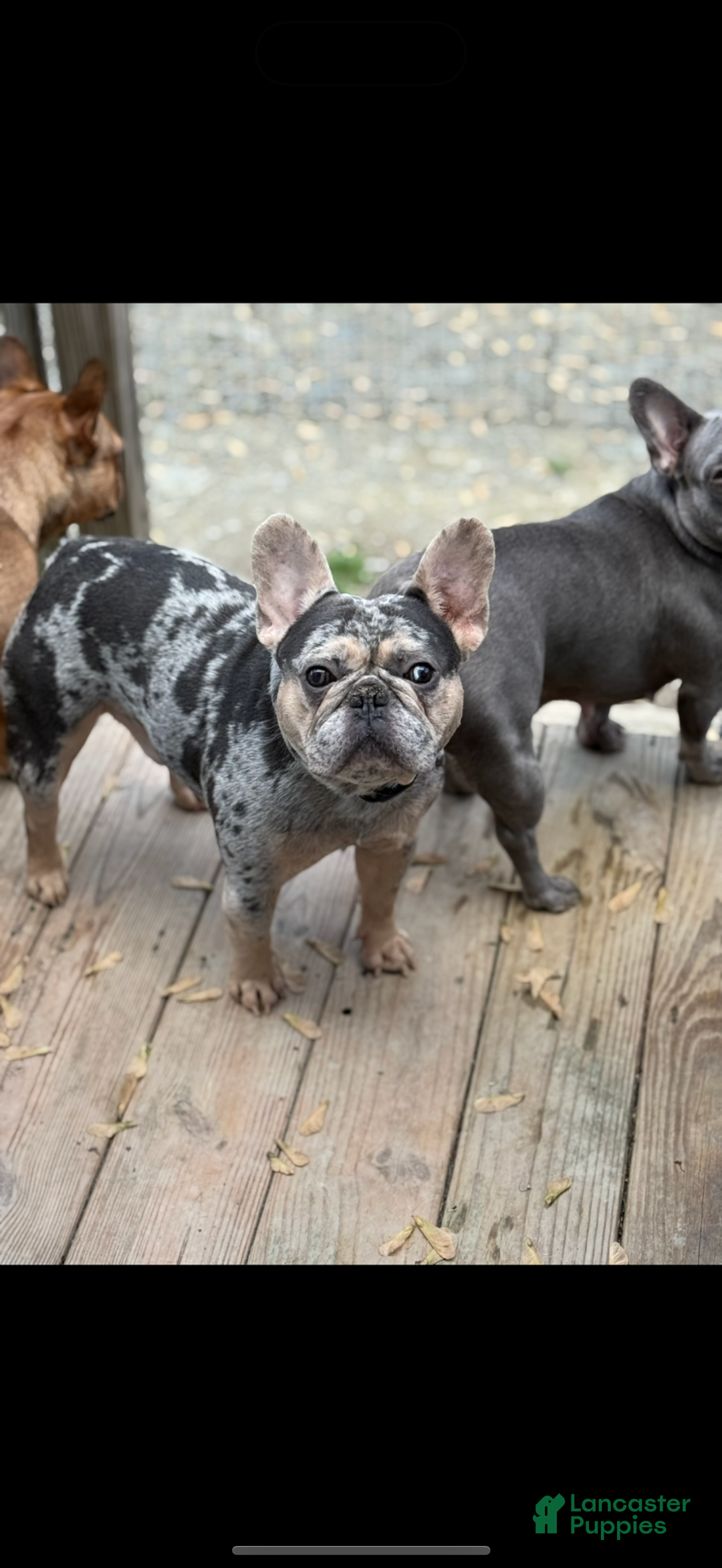 French Bulldog dogs for sale: French Bulldog Puppy 3 - Ad 4