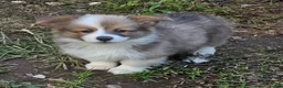 Welsh Corgi Pembroke dogs for sale: Dazzling Danny - Ad 24