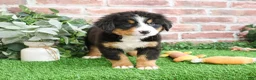 Bernese Mountain Dog dogs for sale: Snowflake  - Ad 12