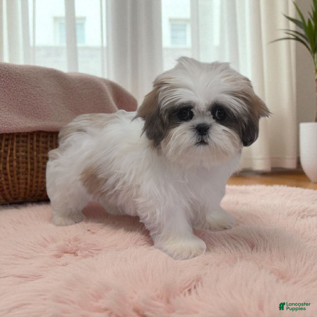 Gallery Image {{count}}